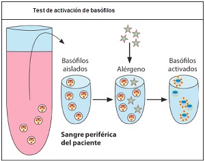 Test de activación de basófilos