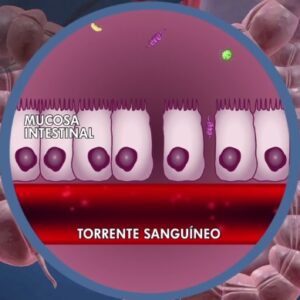 La permeabilidad intestinal, clave en el aumento de intolerancias alimentarias