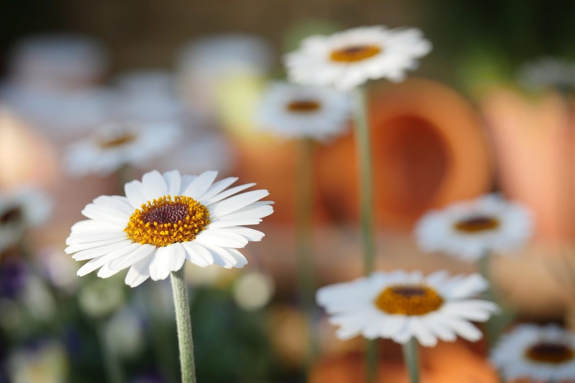 Los alérgicos al polen pasarán una peor primavera