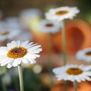 Los alérgicos al polen pasarán una peor primavera